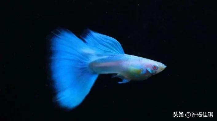 孔雀鱼品种详细介绍大全附图,最能繁殖的孔雀鱼是哪种品种