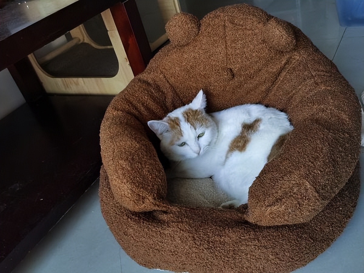 猫咪养久了，劝你别丢，这些后果你承受不了