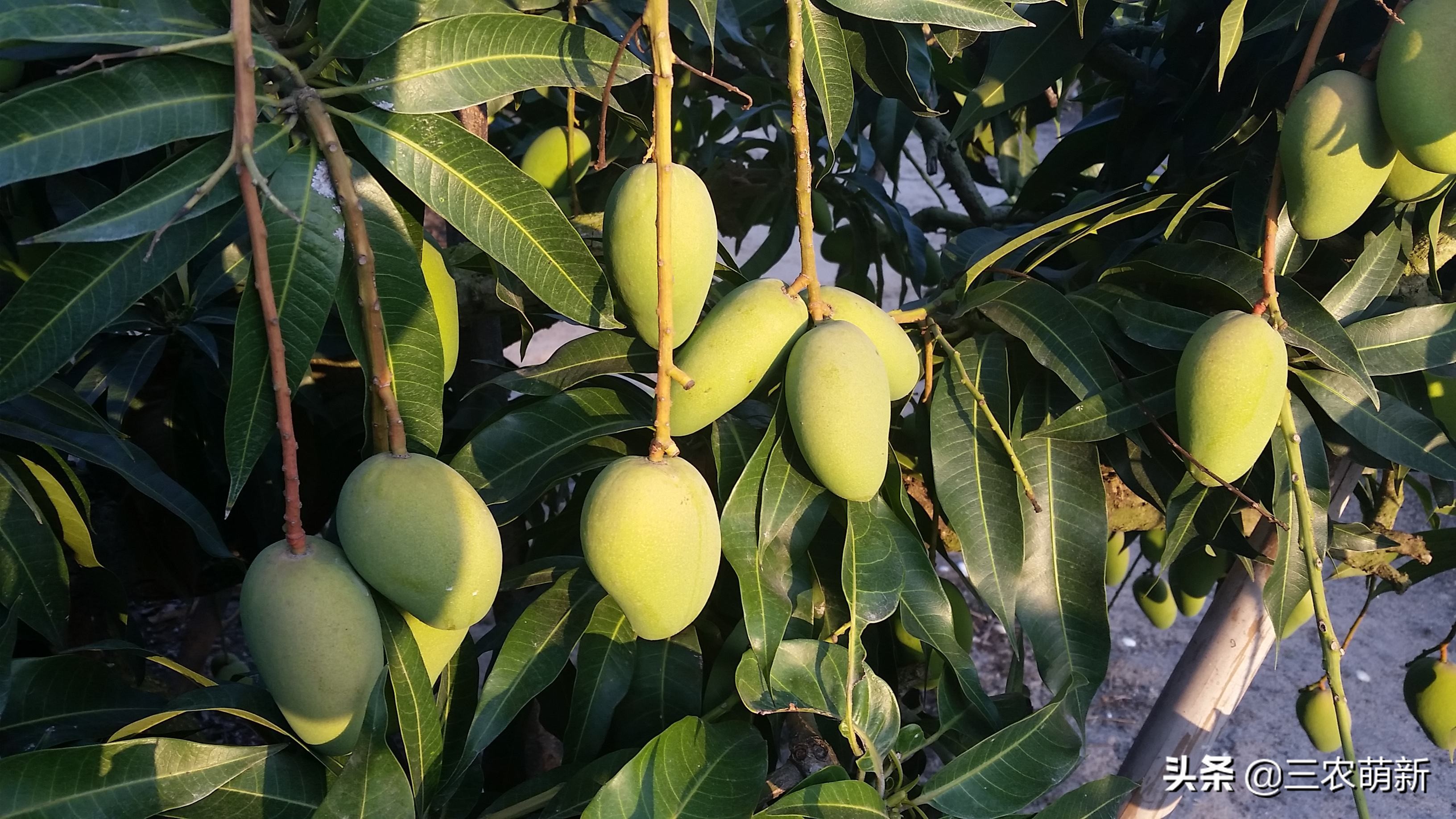 路边树上的芒果可以采摘吗,为什么路边的芒果不能采摘来吃