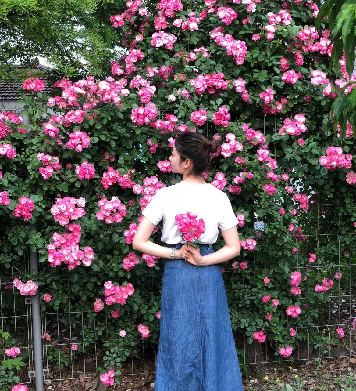 连载：女孩的人生如移栽的蔷薇花（二）