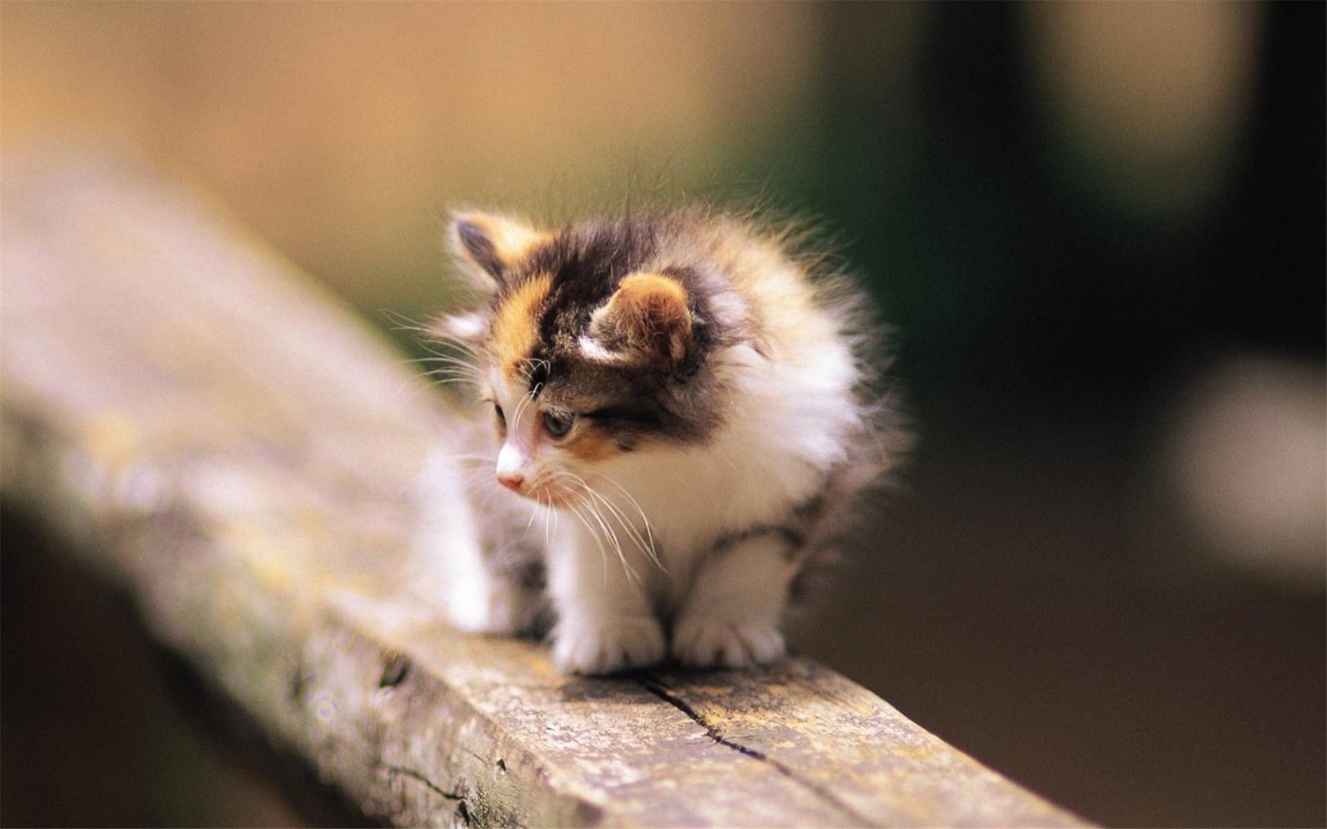 有趣的动物学习行为视频,动物有趣的学习行为