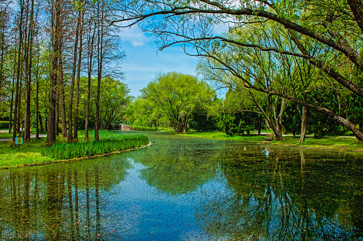 上海市区森林秘境,上海这些景区值得一去