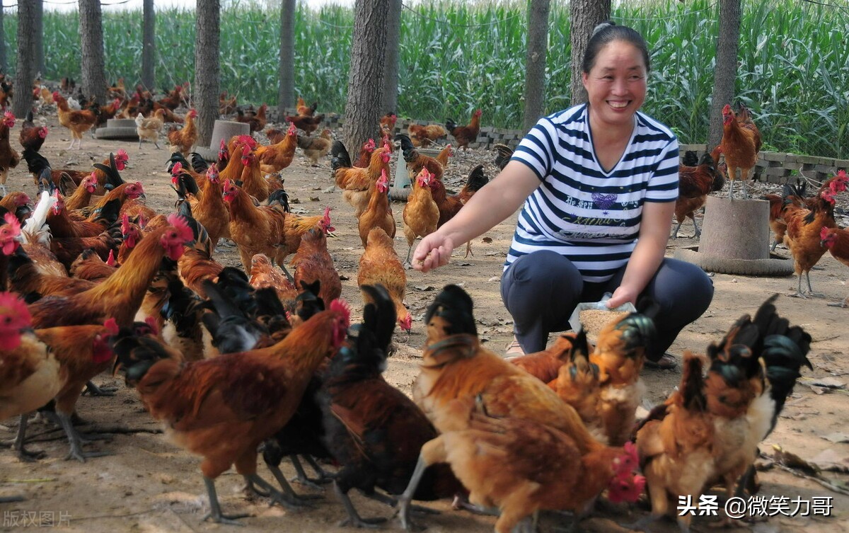 蔬菜喂鸡的好处和坏处,鸡不能喂什么蔬菜