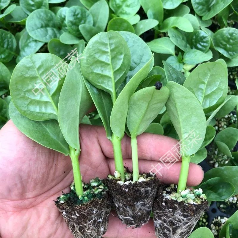 生菜香菜种子怎么种,生菜小葱小白菜香菜都怎么种植