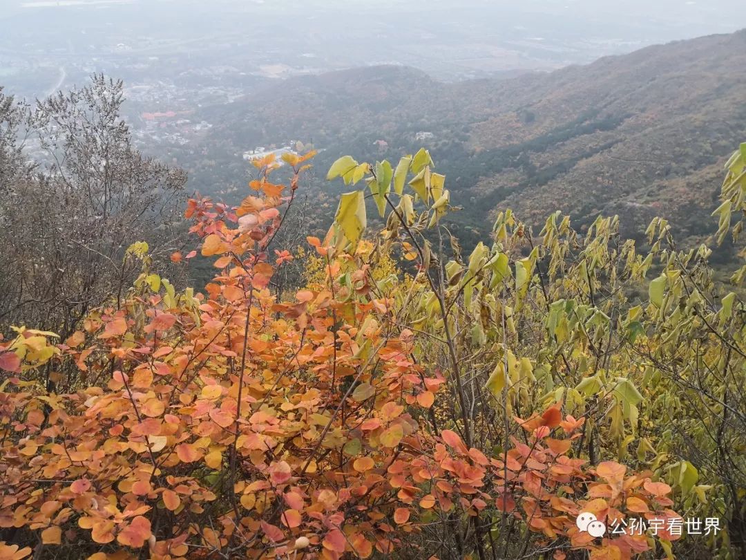 北京的香山上,北京的香山海拔多少米