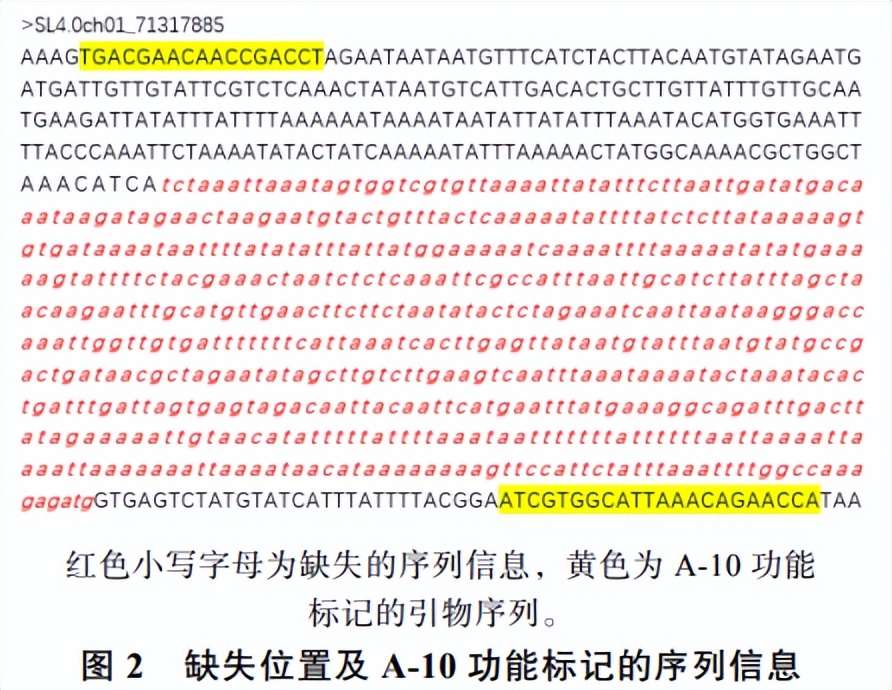 番茄果色偏黄怎么回事,番茄果实色泽评价