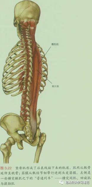 拔罐中的走罐,拔罐走罐视频