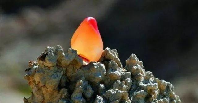 捡石头渐渐成为一种职业，挣钱吗？不少人发了