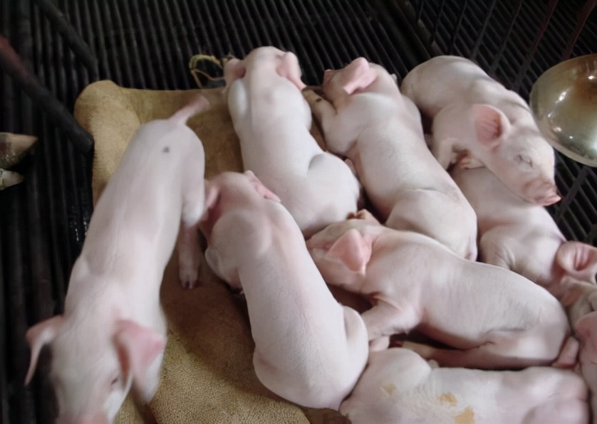 治疗猪高热病的土方法,高热病猪的症状用什么药治疗