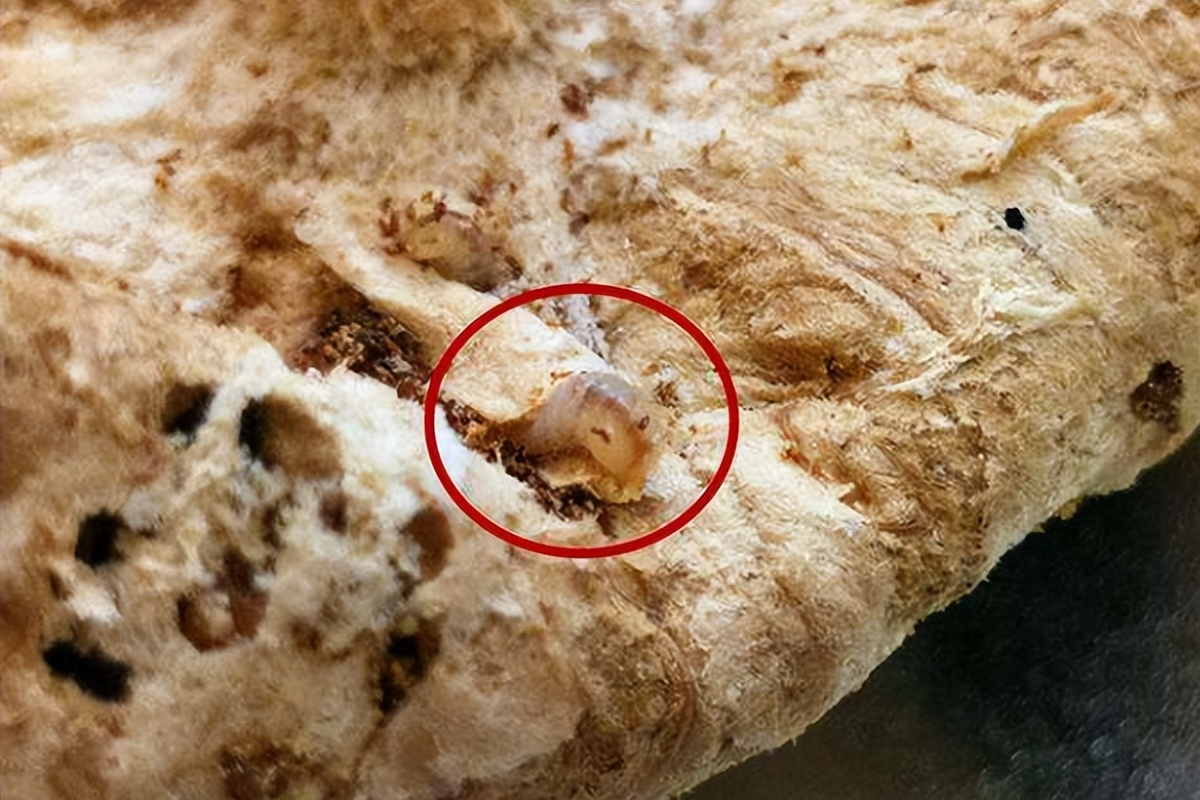 新会陈皮被虫蛀了怎么处理,陈皮虫蛀并不可怕掌握方法能补救