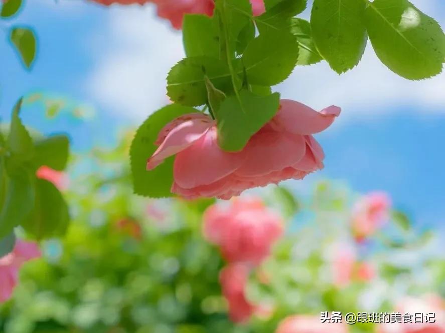 遗书怎么写给私生子,私生子声明书