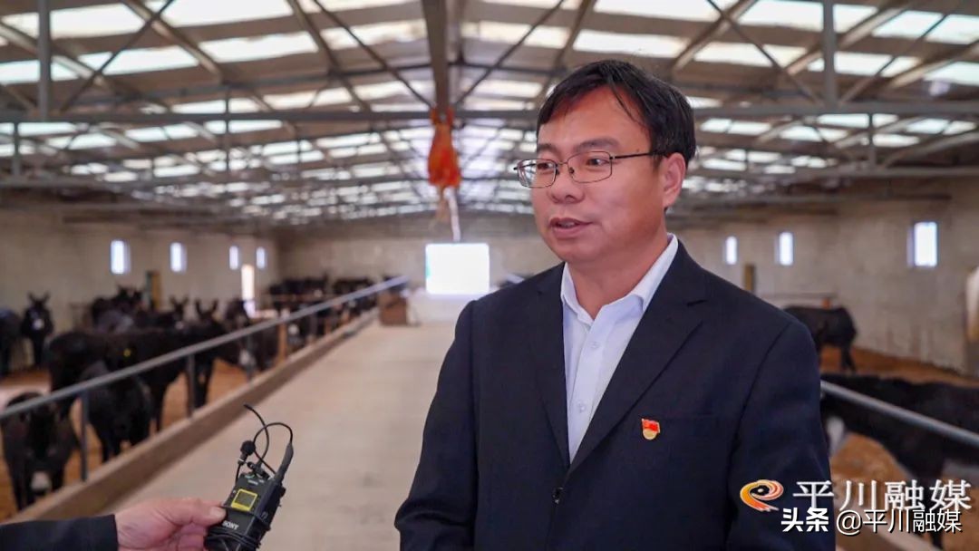 平川黑毛驴,平川黑驴