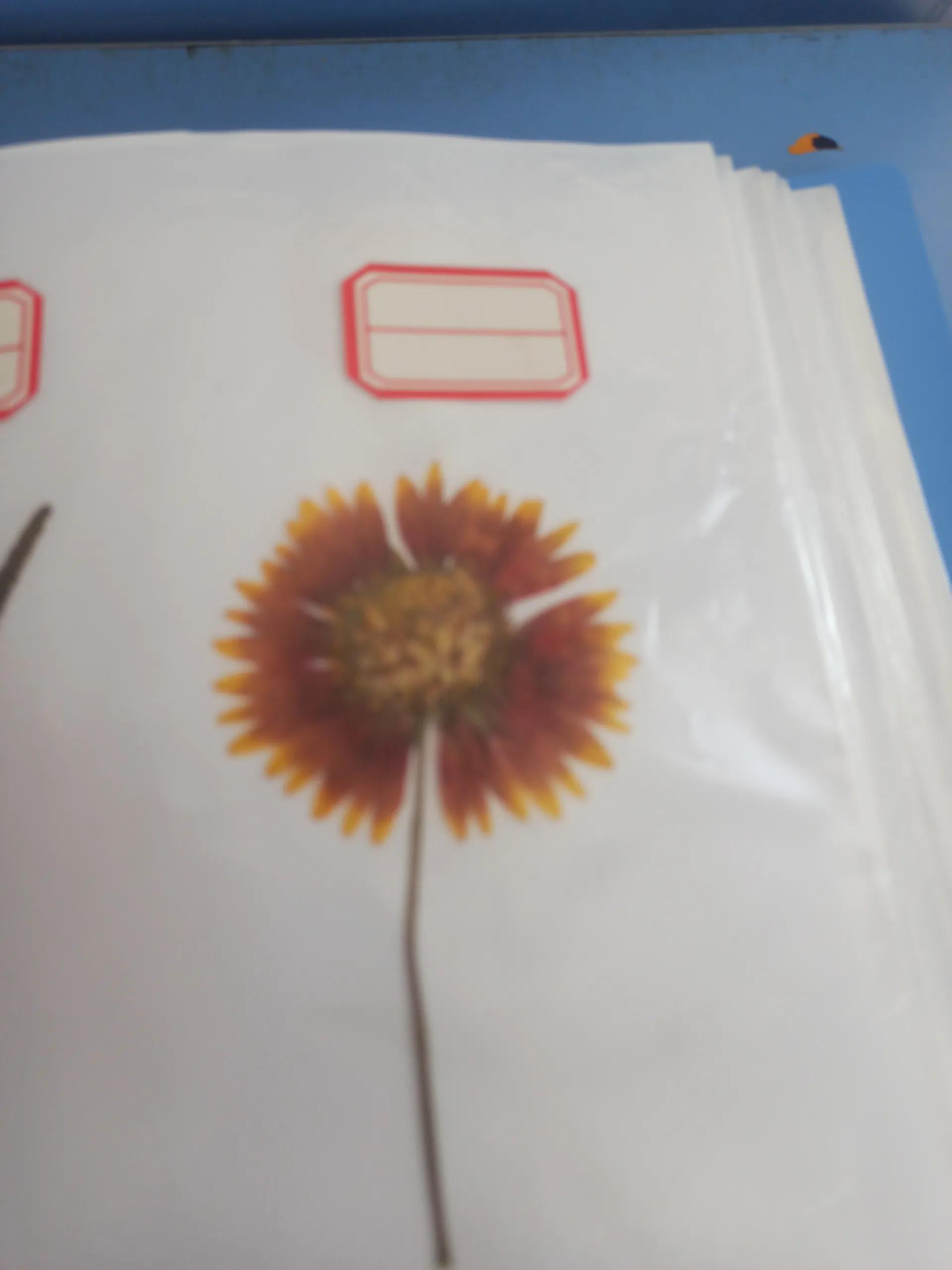 植物标本简单记录,常见却不普通的植物标本