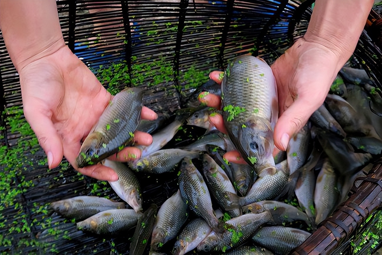 正在消失的河鲜图片,正在消失的河鲜排名