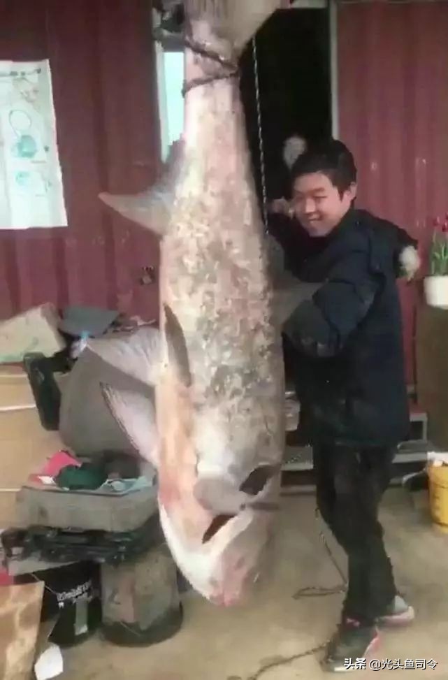 四大家鱼最深能生活在多少米,淡水鱼最大多大