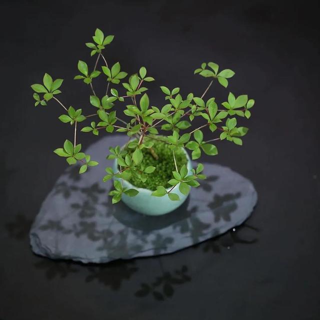 为什么苔藓养不活,苔藓为何养不活