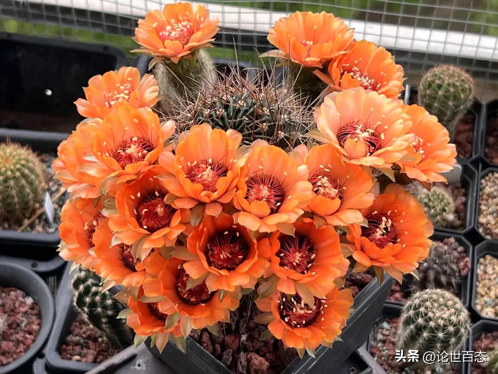 仙人掌类和仙人掌科,仙人掌科仙人掌属