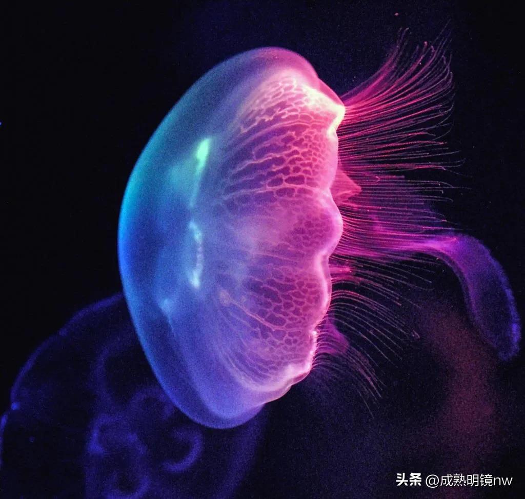 奇怪又美丽的水母,透明漂亮的水母