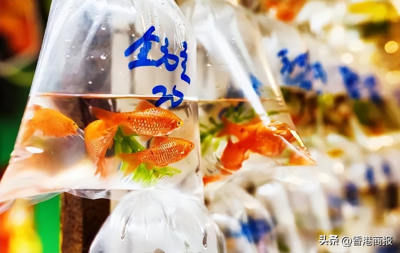 港俾你聽|這些香港的AB面，也太迷人了吧！