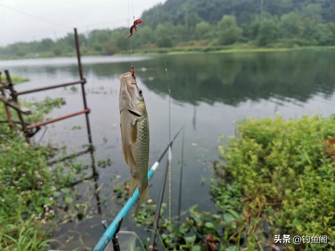 总是顶漂却没有中鱼是怎么回事,有漂相提竿不中鱼什么原因