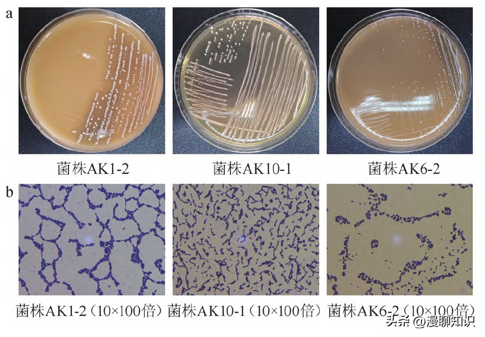 安康鲊广椒细菌是什么？关于它菌群多样性、功能及相关性分析