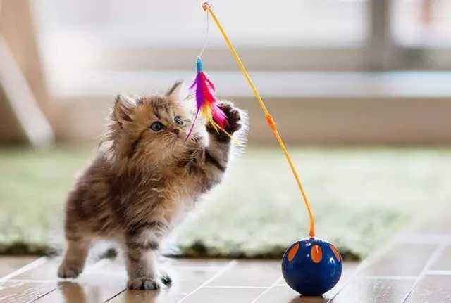 建议养的10种家猫,旺家猫的特征