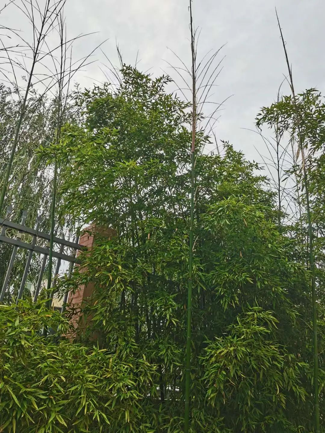 倾听儿童相伴成长主题墙幼儿园,倾听儿童相伴成长幼儿园小班视频