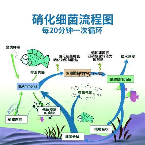 养水鱼的方法与技术视频,斑马狗头鱼养水详细教程