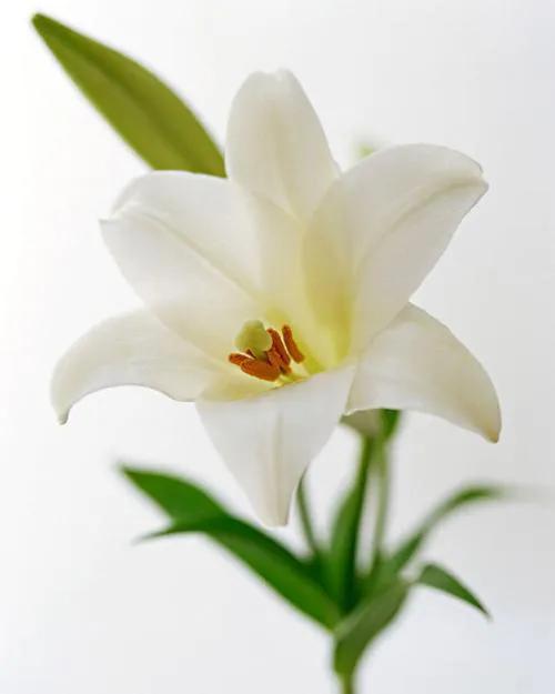 纯洁的百合花图片大全,纯洁的百合花