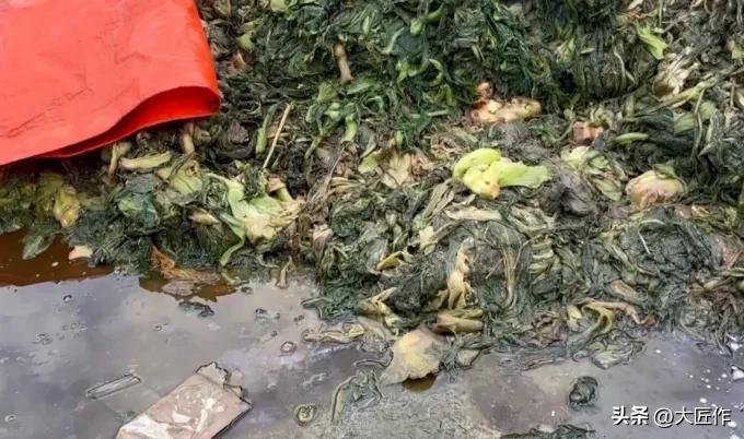 汕头的橄榄菜都是有问题的吗,汕头橄榄菜工厂视频