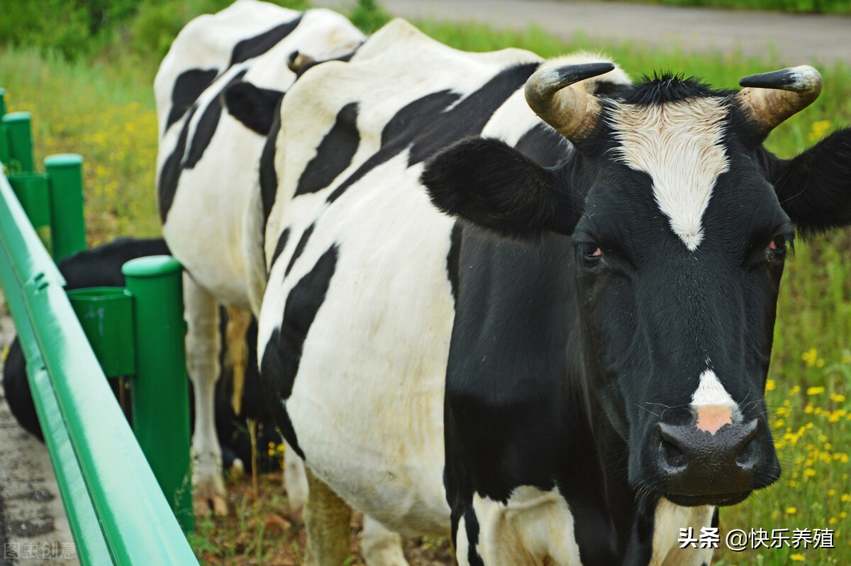 牛的四个胃对应的俗称,牛的四个胃你了解多少