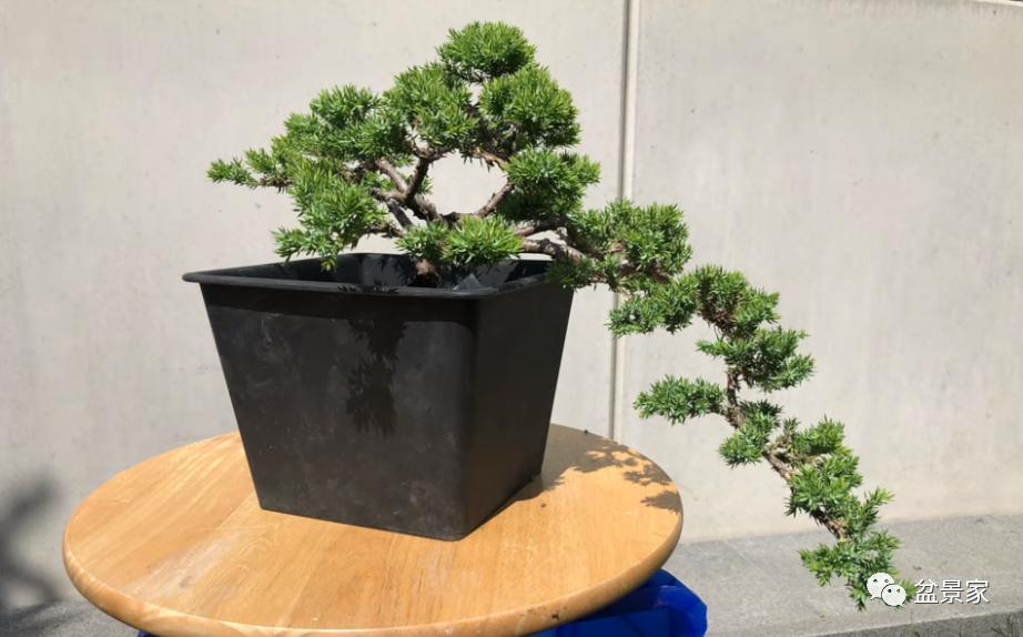 柏树小苗多少钱一棵 (柏树一棵大概得卖多少钱)