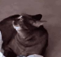 晚上睡觉磨牙老做梦,睡眠质量差磨牙做梦说梦话