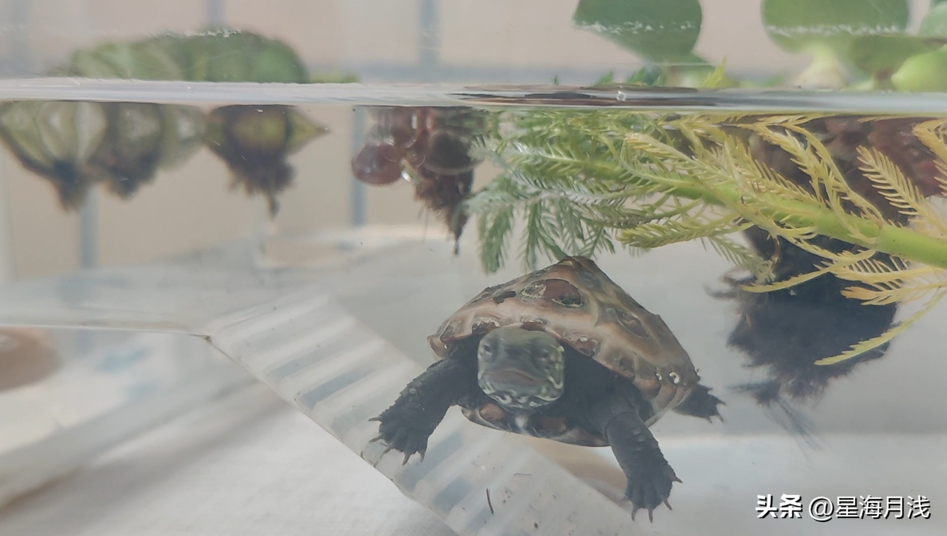 养乌龟食物每天喂多少,养龟日常乌龟有多耐饿