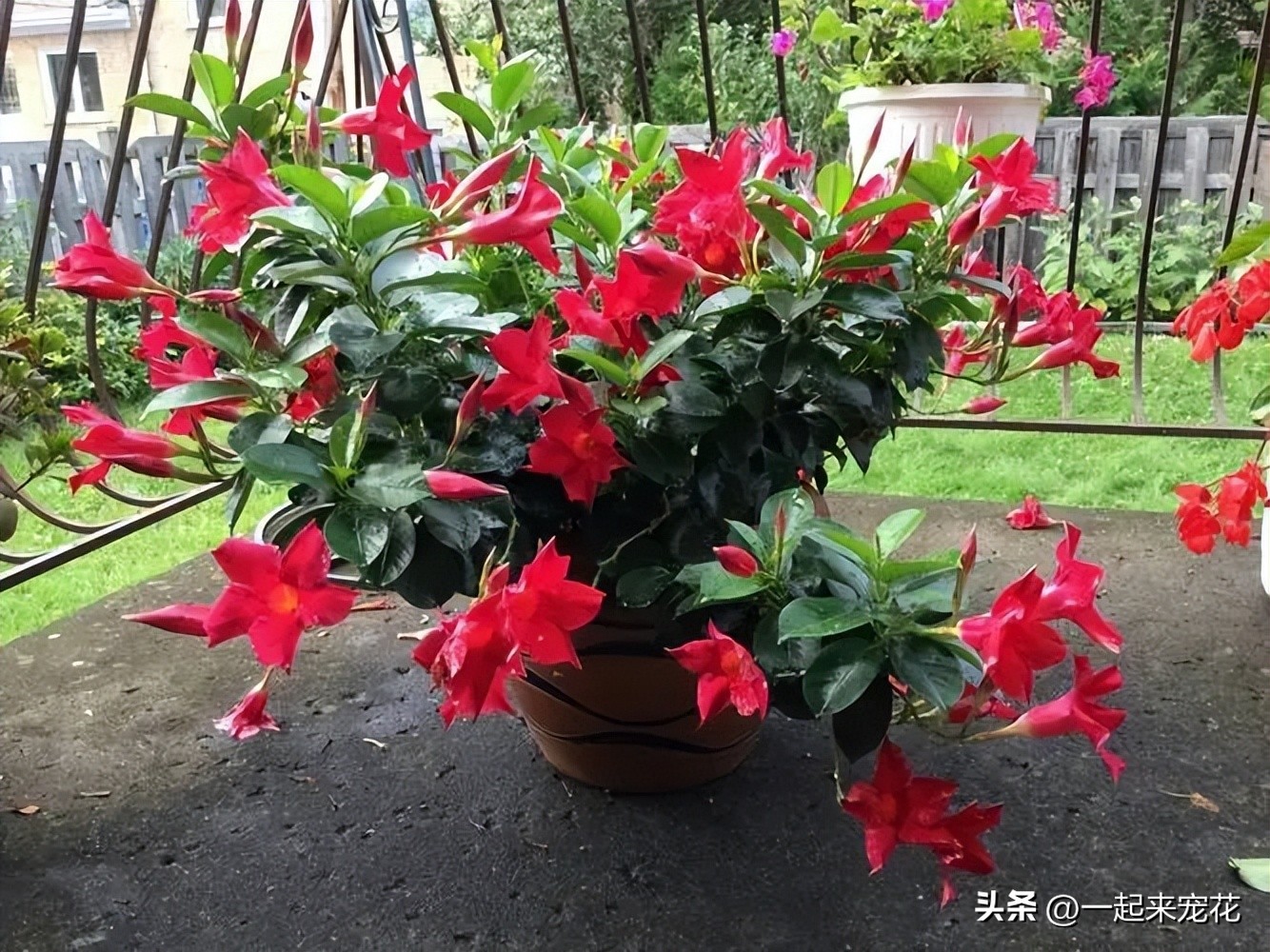 四季最好养的10种花,适合夏天养的3种花耐热又耐旱