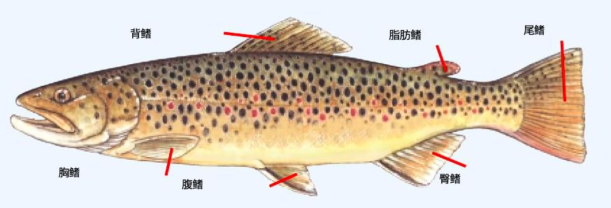 世界上在水底游的最快的鱼,世界上唯一会直立游泳的鱼是什么