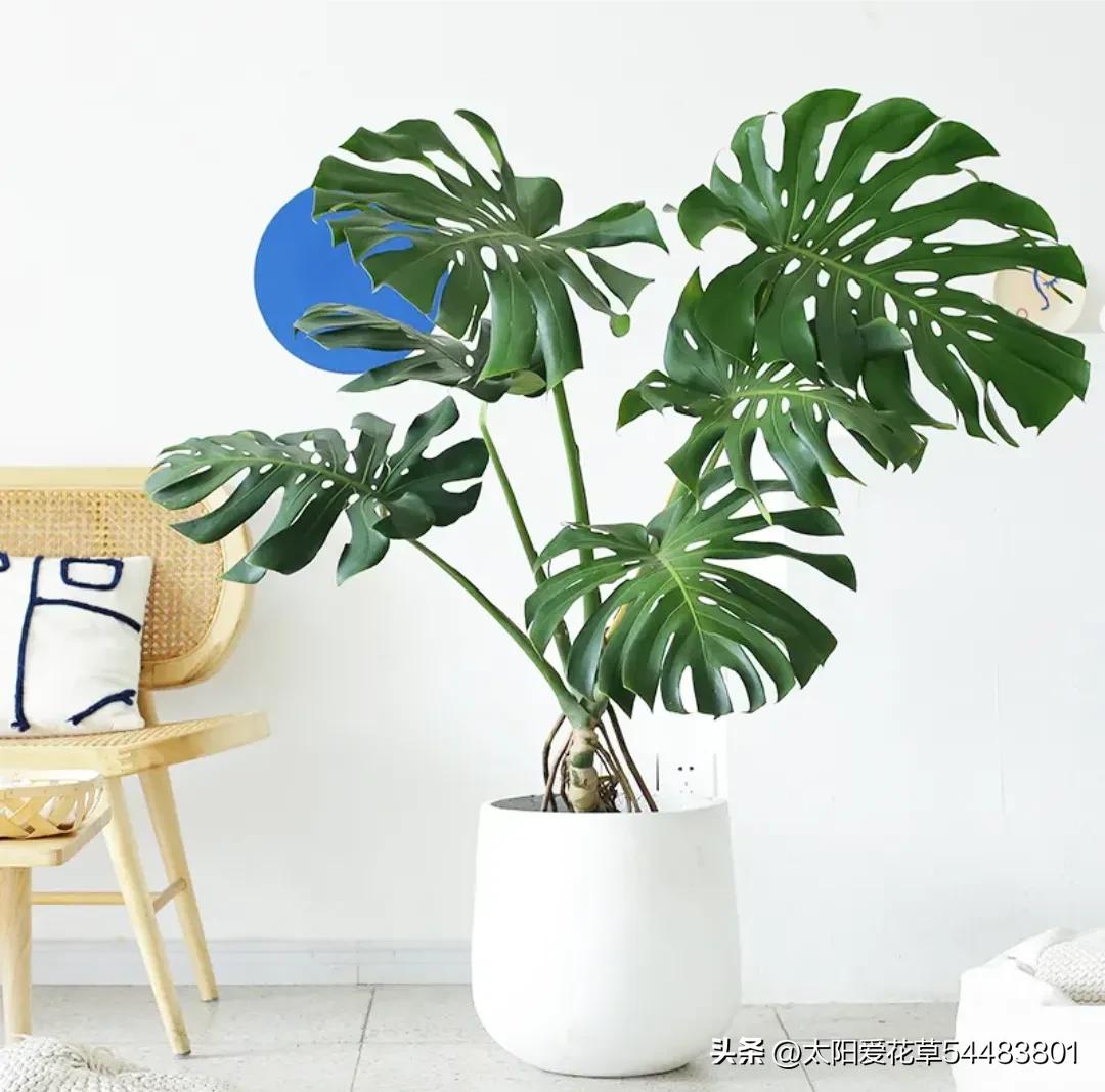 5种“大型盆栽”，寓意吉祥，客厅养一盆霸气十足，四季郁郁葱葱