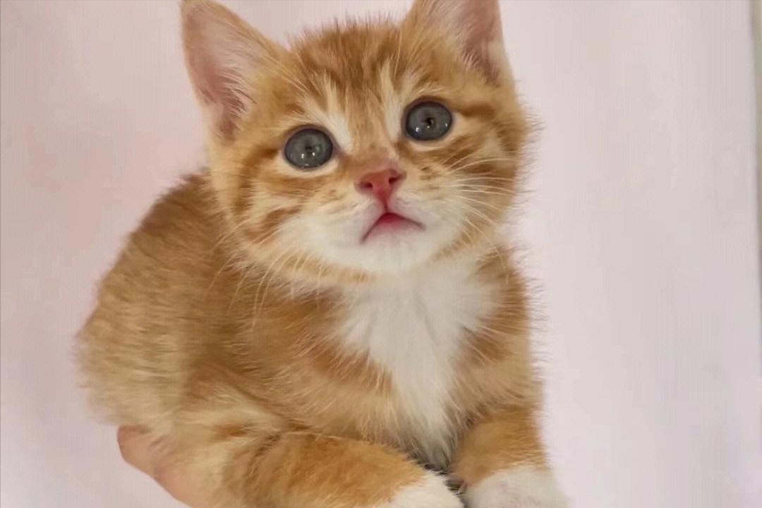 养宠日记：幼猫食欲差怎么办？猫咪不吃东西