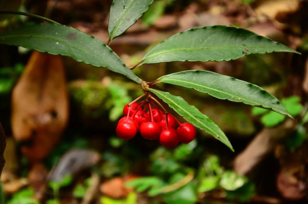 美得令人惊艳的花,世上最美的十种花样子