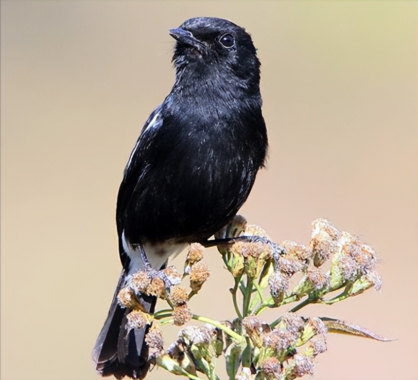 50张最佳鸟类摄影作品,鸟儿大全大图