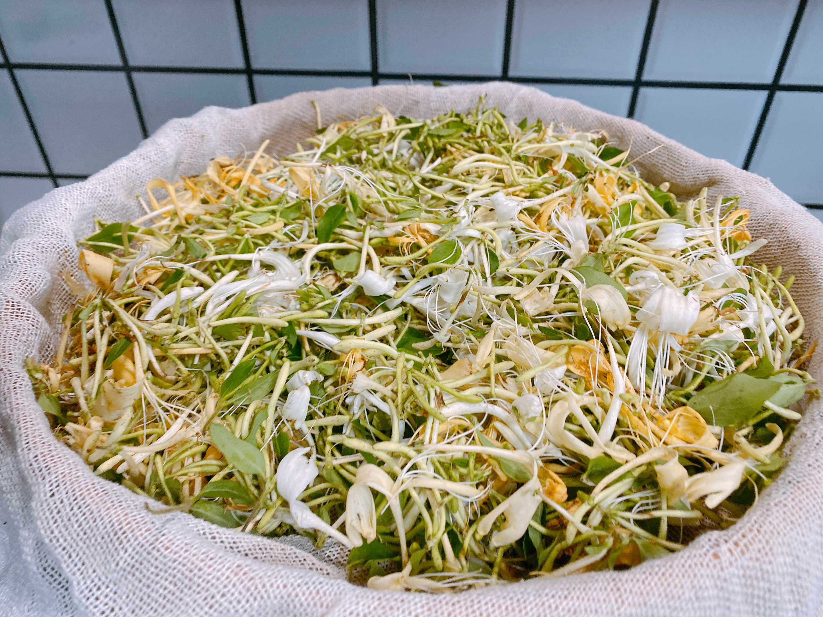 自制金银花茶,金银花茶最好的制作方法