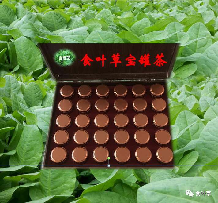 食叶草植物蛋白固体饮料,细品食叶草茶文化