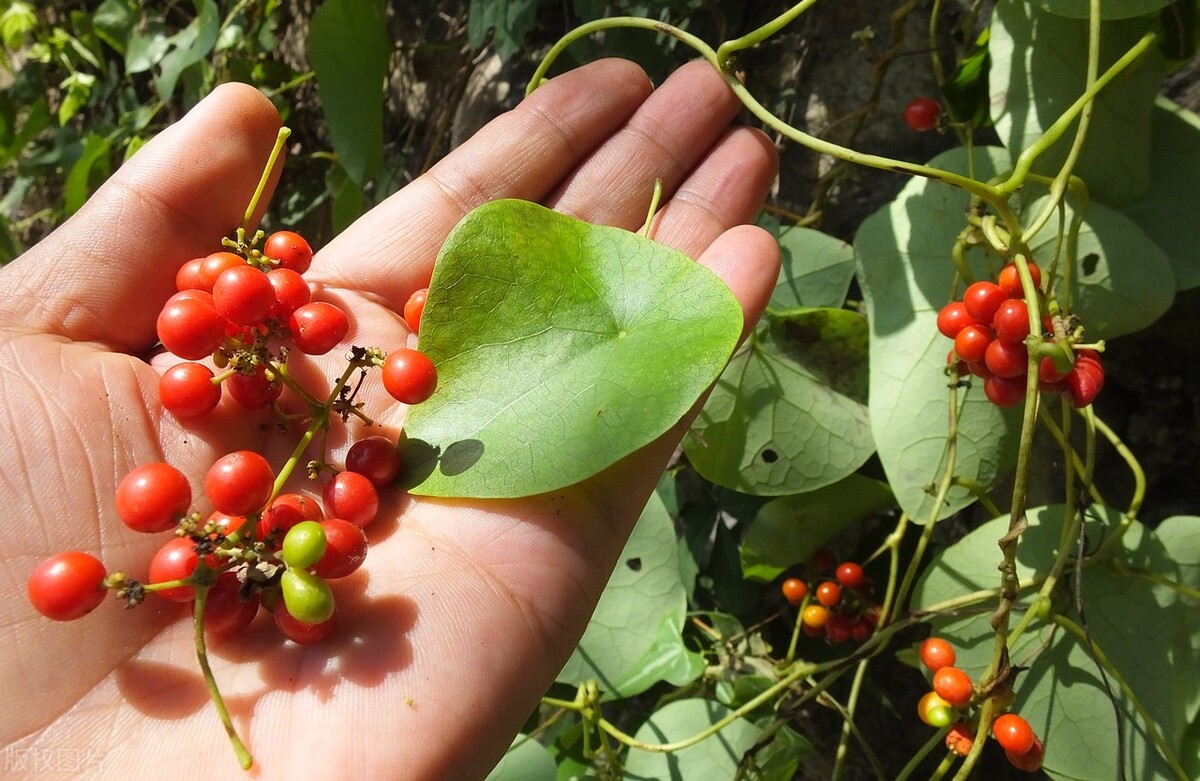 新冠治疗新药千金藤素是什么?此药会终结疫情吗?专家说出实情