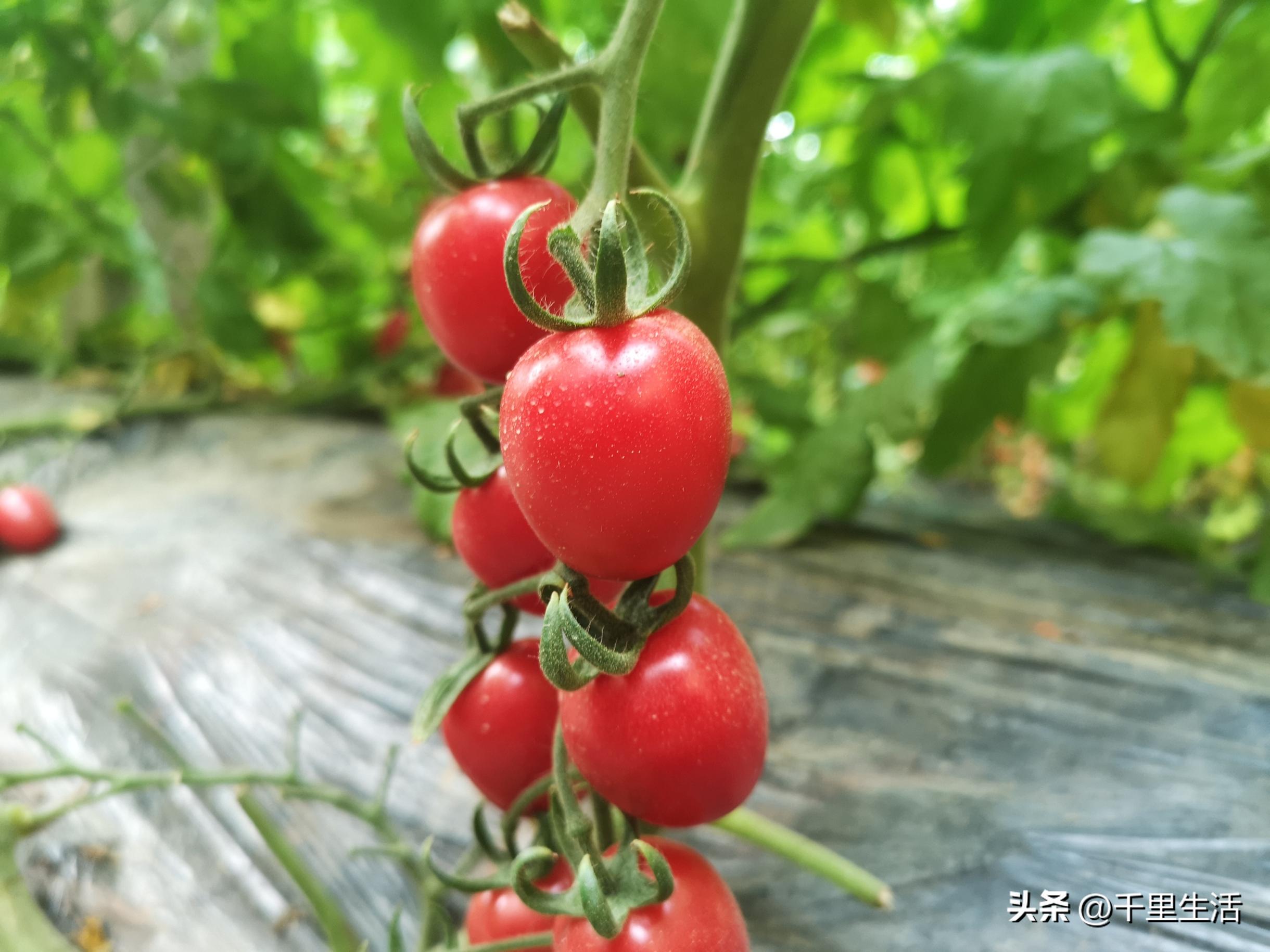 海南千禧樱桃圣女果,新鲜樱桃圣女果