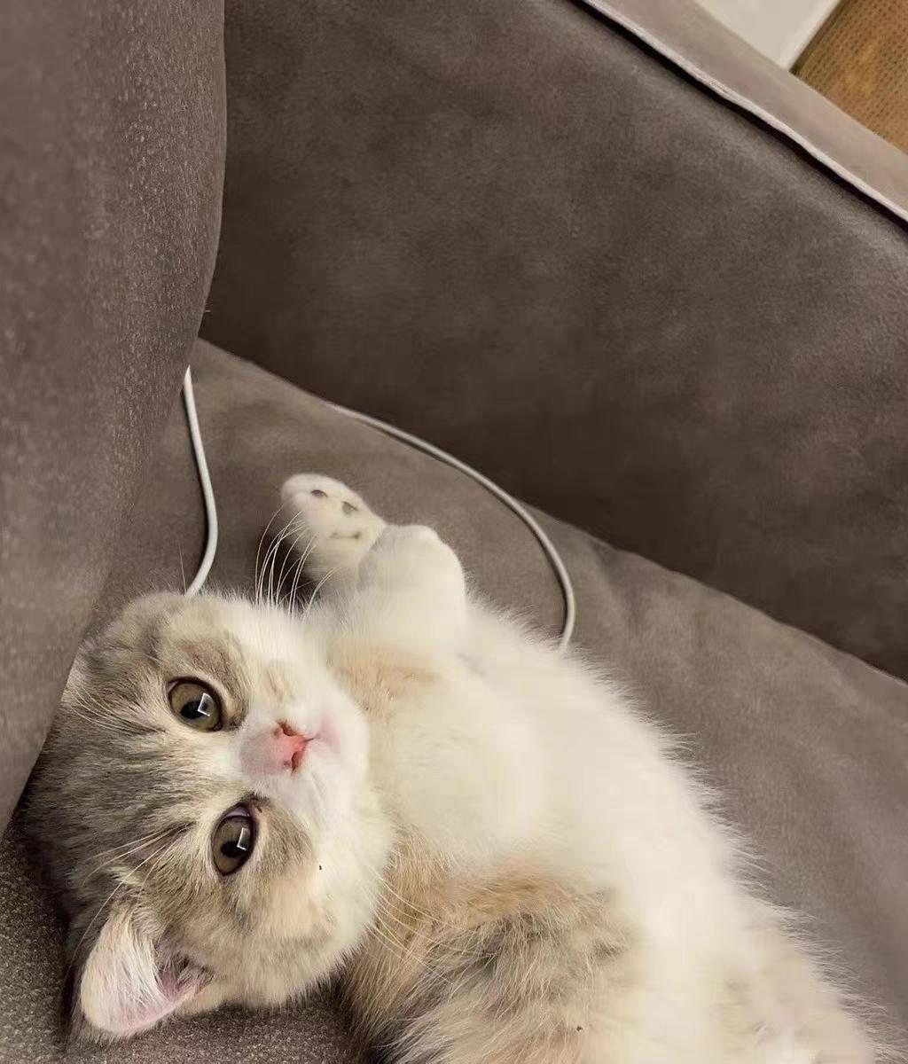 母猫吃什么猫粮好？母猫适合吃什么猫粮？