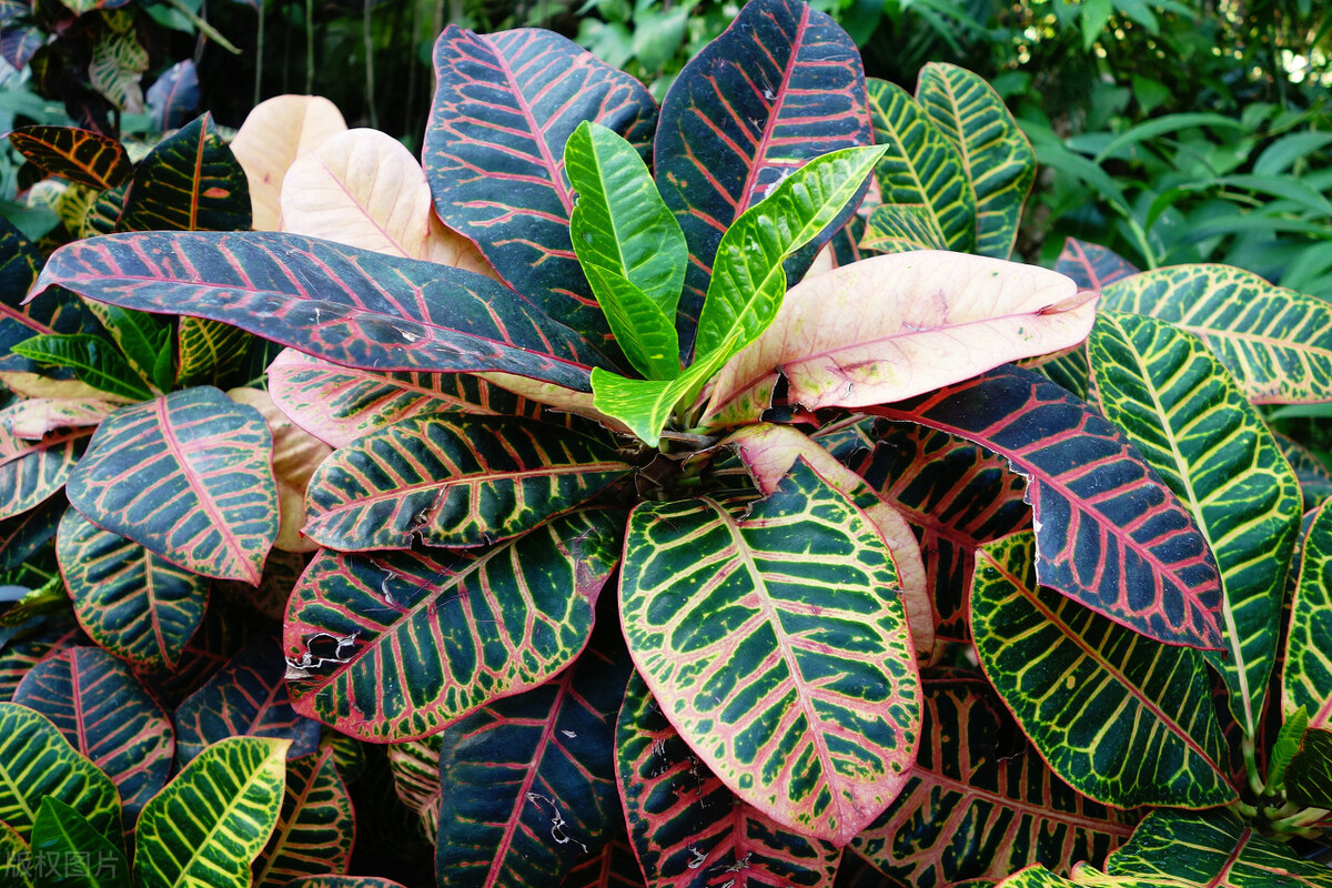 太实用了！45种常见植物养殖方法大全