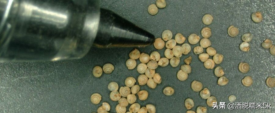 最小蜗牛,世上最小的蜗牛