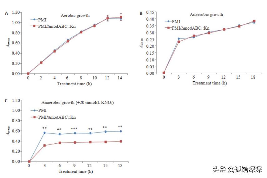 奇异性变形杆菌,奇异变形杆菌内源性感染