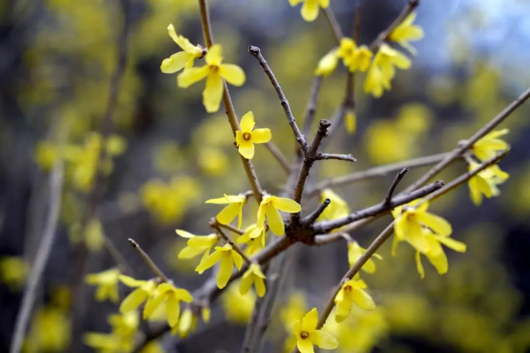沈阳春分节气的平均温度,沈阳春分
