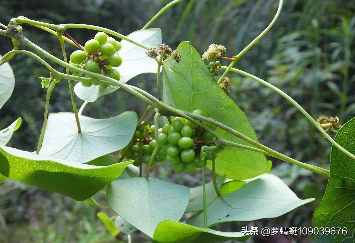 千金藤素：谁能主先锋？